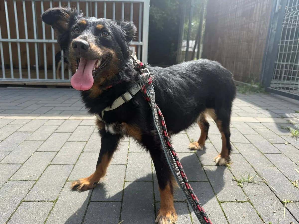 Madzia, female Mixed Breed for adoption at Schronisko Czekadełko