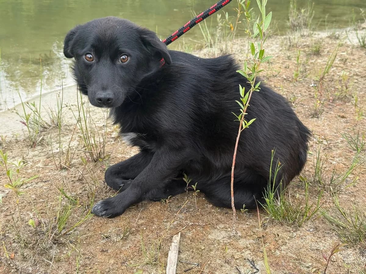 Anyż, male puppy Mixed Breed for adoption at Schronisko Czekadełko