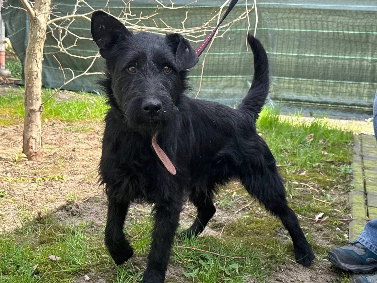 Likier, female Mixed Breed for adoption at Schronisko Czekadełko