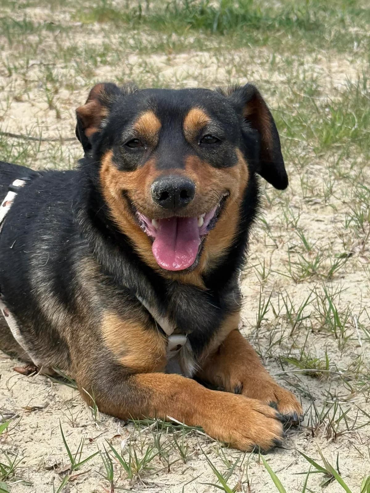 Flip, female Mixed Breed for adoption at Schronisko Czekadełko