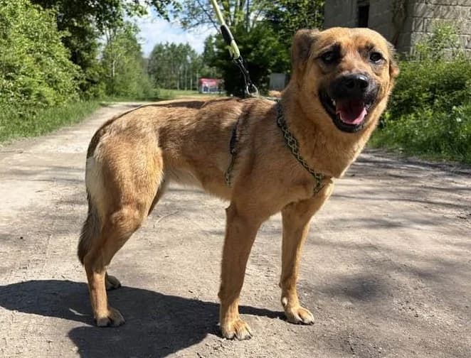 Kokoszka, female Mixed Breed for adoption at Schronisko Czekadełko