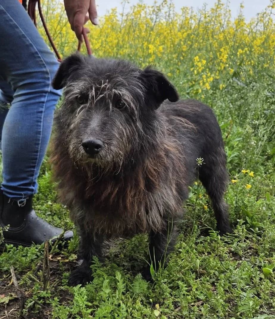 Rekin, male Mixed Breed for adoption at Schronisko Czekadełko