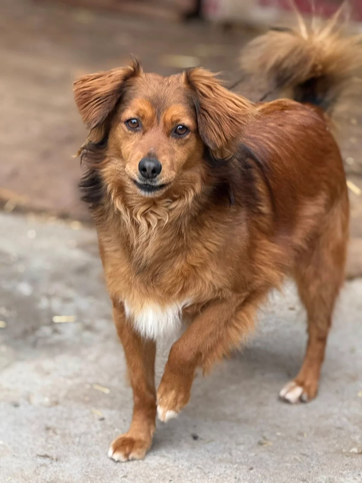 Zenek, male Mixed Breed for adoption at Schronisko Czekadełko