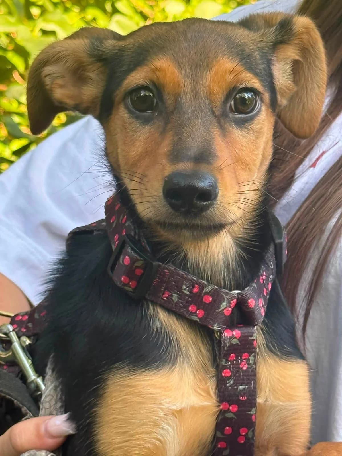 Nika, male puppy Mixed Breed for adoption at Schronisko Czekadełko