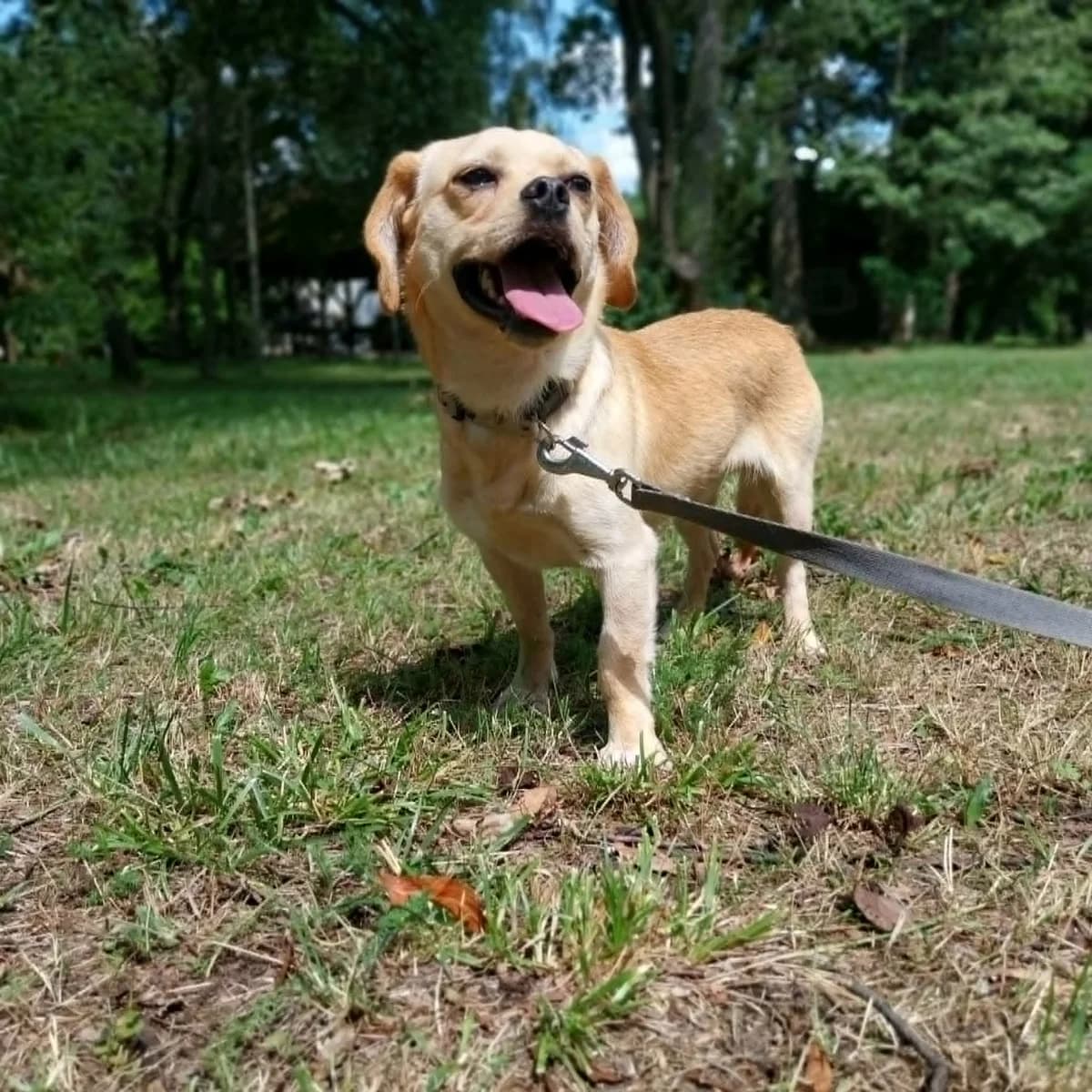Pekin, female Mixed Breed for adoption at Schronisko Czekadełko