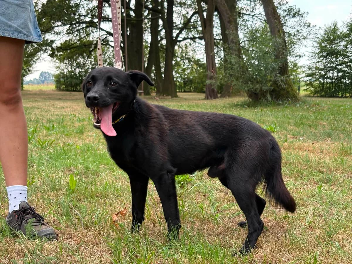 Węgluś, male 5yo Mixed Breed for adoption at Schronisko Czekadełko