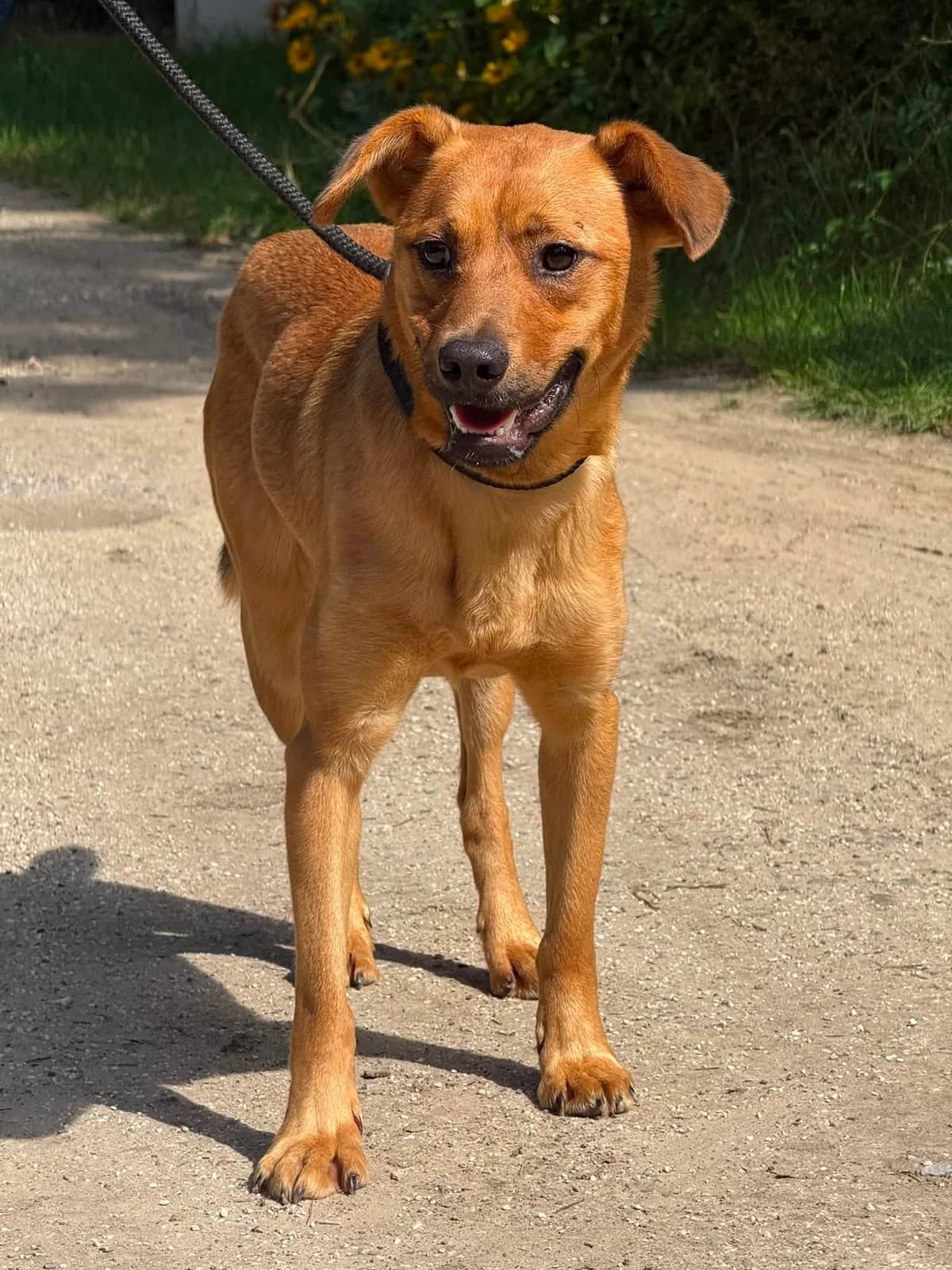 Tyrion, female Mixed Breed for adoption at Schronisko Czekadełko