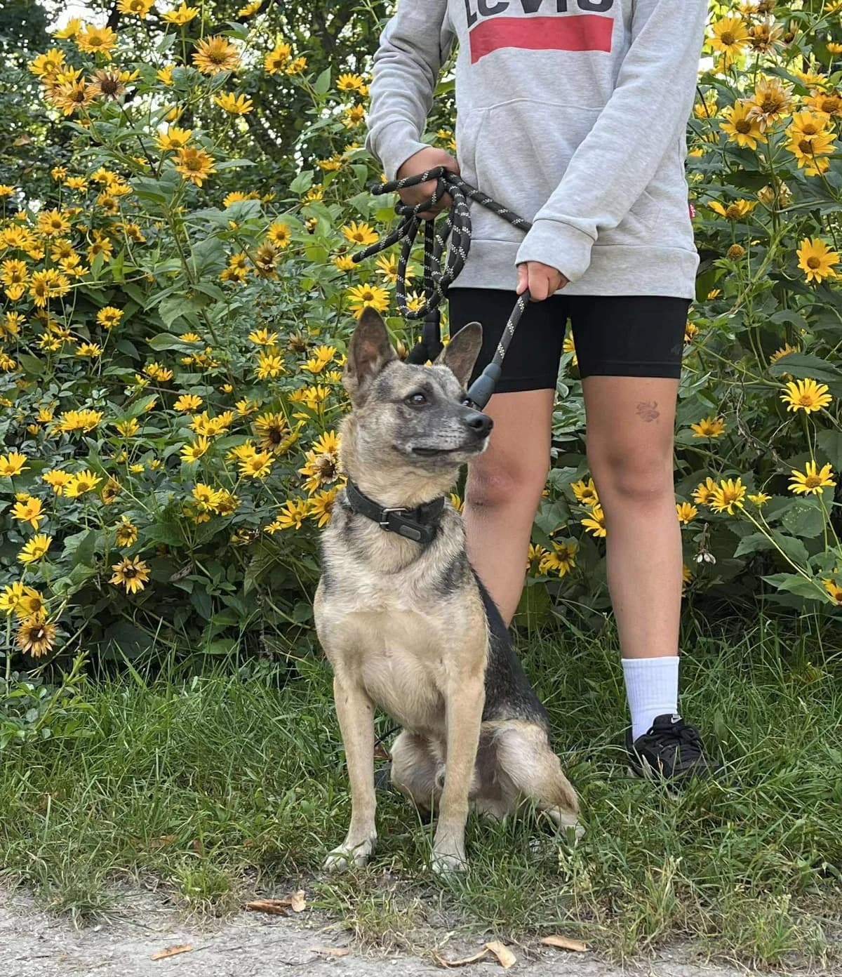 Budyń, male 5yo Mixed Breed for adoption at Schronisko Czekadełko