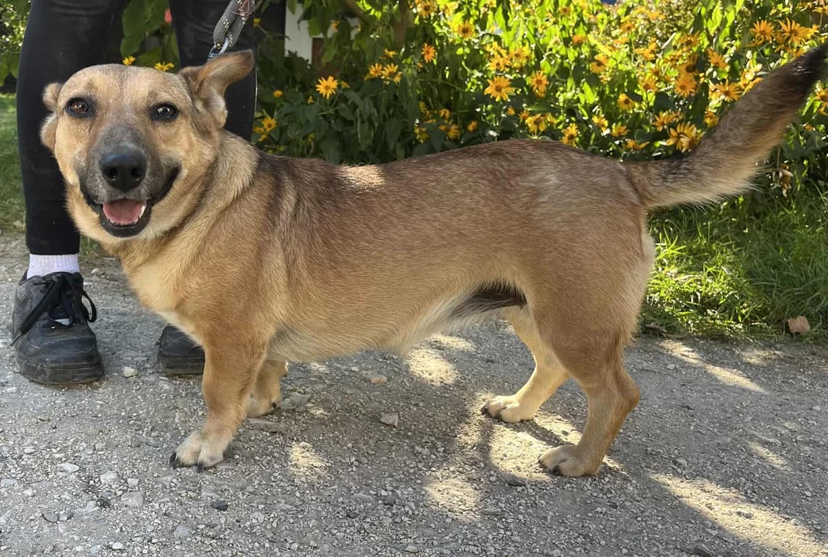 Galaretka, 4yo Mixed Breed for adoption at Schronisko Czekadełko