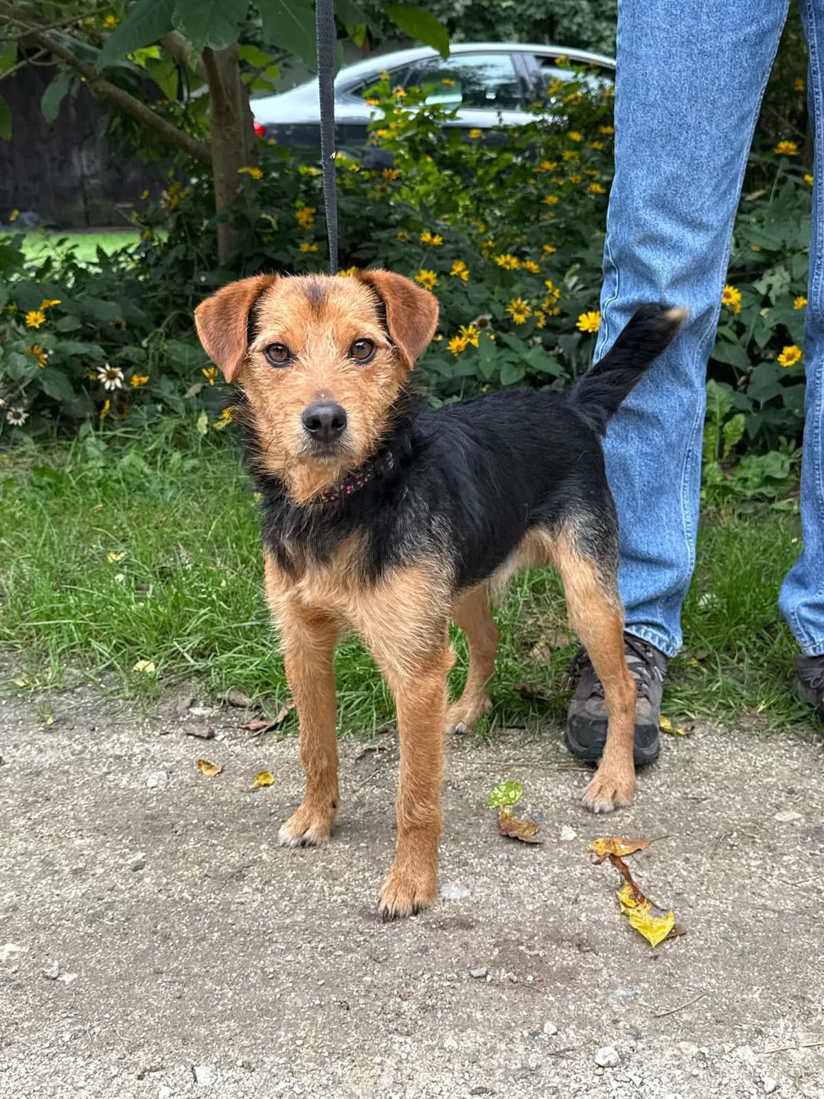 Orion, male Mixed Breed for adoption at Schronisko Czekadełko