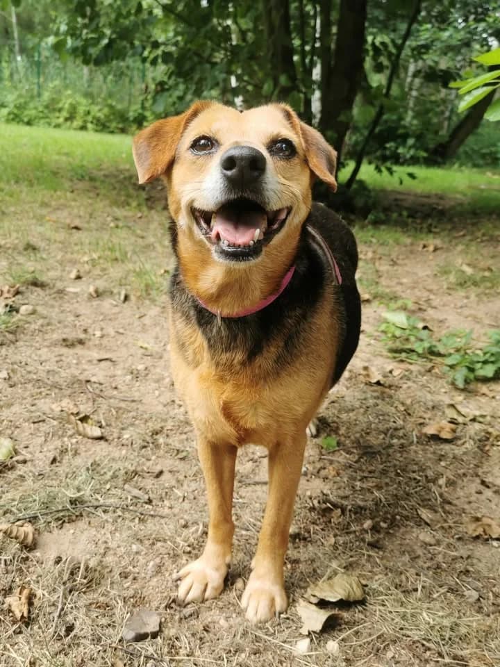 Layla, female young Mixed Breed for adoption at Schronisko dla Bezdomnych Zwierząt w Częstochowie, Częstochowa