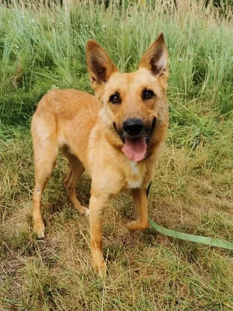 Alan, young Mixed Breed for adoption at Schronisko dla Bezdomnych Zwierząt w Częstochowie, Częstochowa