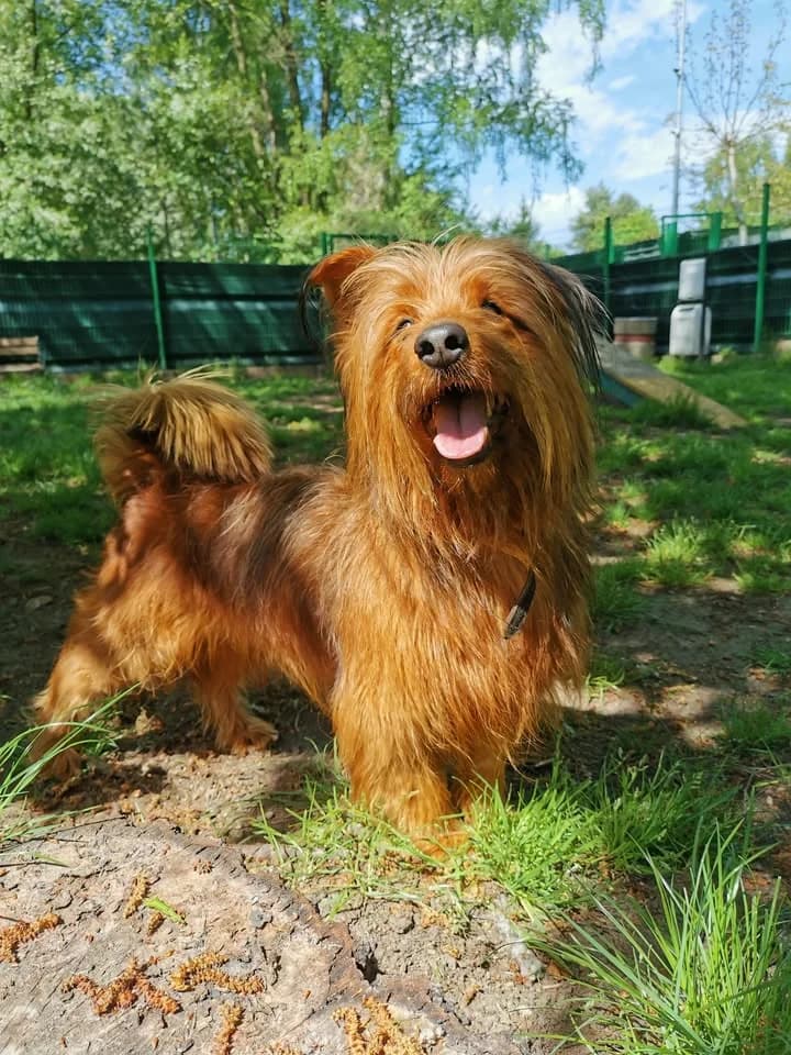 Alfik, male young Mixed Breed for adoption at Schronisko dla Bezdomnych Zwierząt w Częstochowie, Częstochowa