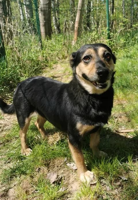 Amber, female young Mixed Breed for adoption at Schronisko dla Bezdomnych Zwierząt w Częstochowie, Częstochowa