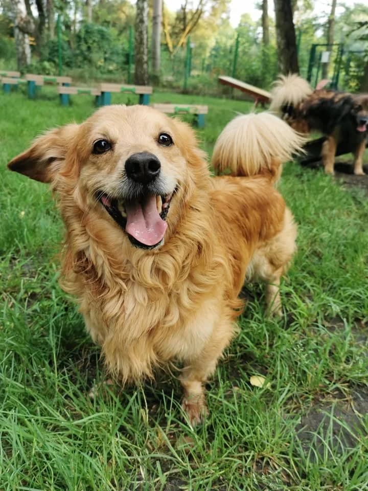 Zaadoptowany wirtualnie przez, Mixed Breed for adoption at Schronisko dla Bezdomnych Zwierząt w Częstochowie, Częstochowa