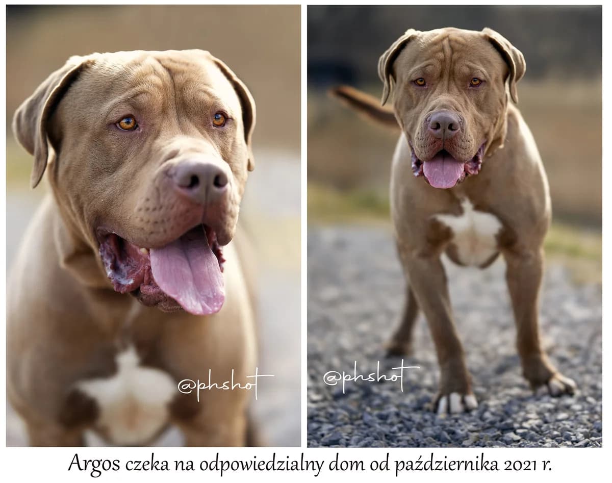 Zaadoptowany wirtualnie przez: Tomasz, Mixed Breed for adoption at Schronisko dla Bezdomnych Zwierząt w Częstochowie, Częstochowa