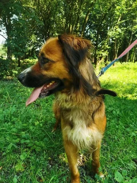 Arizona, female puppy Mixed Breed for adoption at Schronisko dla Bezdomnych Zwierząt w Częstochowie, Częstochowa