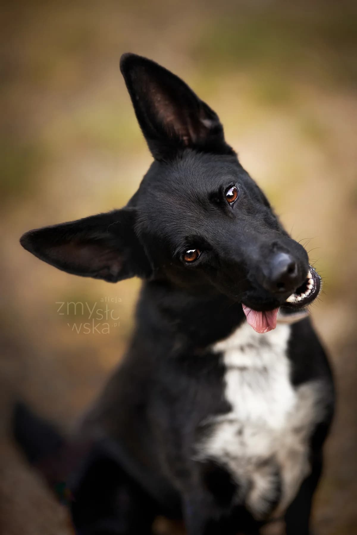 Zaadoptowany wirtualnie przez: Paula, Mixed Breed for adoption at Schronisko dla Bezdomnych Zwierząt w Częstochowie, Częstochowa