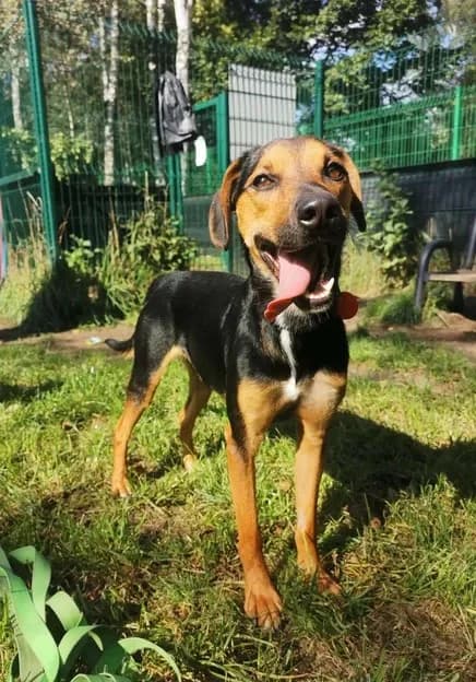 Eliott, male puppy Mixed Breed for adoption at Schronisko dla Bezdomnych Zwierząt w Częstochowie, Częstochowa