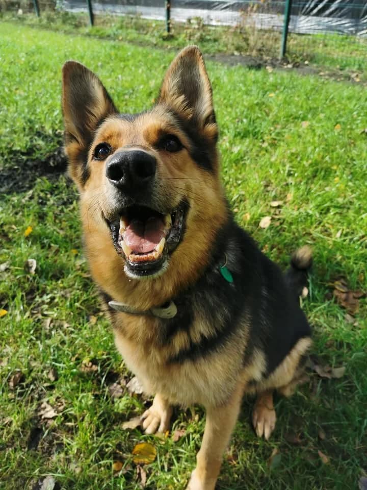 Zaadoptowany wirtualnie przez: Arkadiusz, Mixed Breed for adoption at Schronisko dla Bezdomnych Zwierząt w Częstochowie, Częstochowa