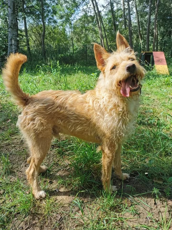 Zaadoptowany wirtualnie przez: Patrycja, Mixed Breed for adoption at Schronisko dla Bezdomnych Zwierząt w Częstochowie, Częstochowa