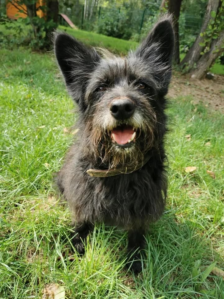 Birma, female young Mixed Breed for adoption at Schronisko dla Bezdomnych Zwierząt w Częstochowie, Częstochowa