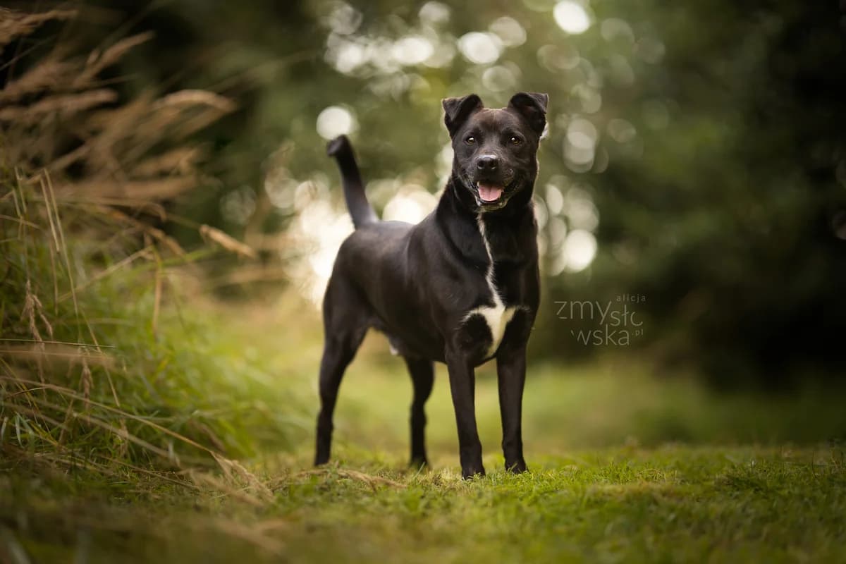 Zaadoptowany wirtualnie przez: Krystyna T-K, Mixed Breed for adoption at Schronisko dla Bezdomnych Zwierząt w Częstochowie, Częstochowa