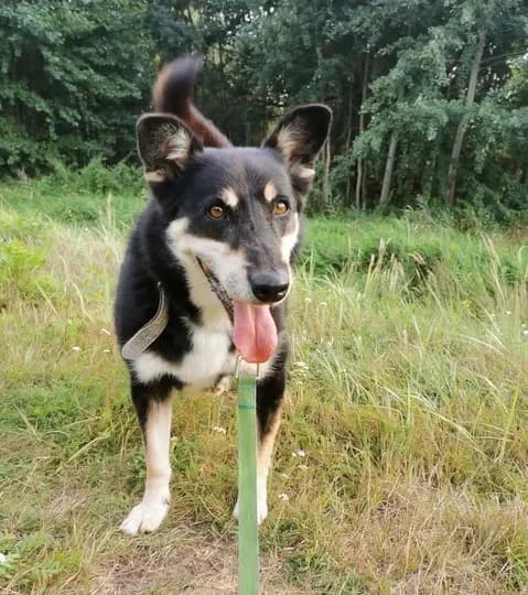 Brego, male young Mixed Breed for adoption at Schronisko dla Bezdomnych Zwierząt w Częstochowie, Częstochowa