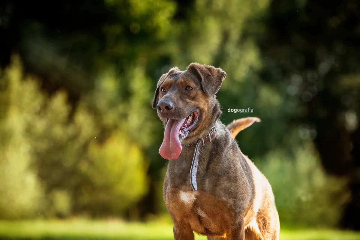Zaadoptowany wirtualnie przez: Andrzej, Mixed Breed for adoption at Schronisko dla Bezdomnych Zwierząt w Częstochowie, Częstochowa