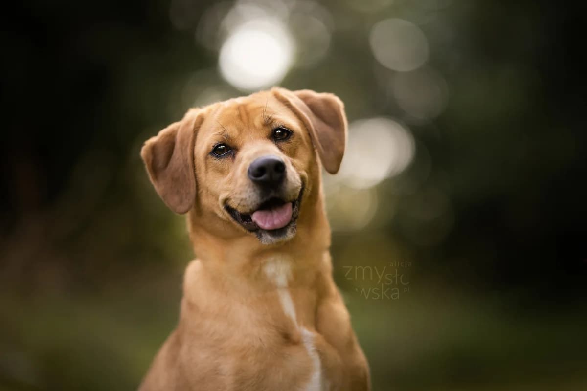 Zaadoptowany wirtualnie przez: Justyna i Rubens, Mixed Breed for adoption at Schronisko dla Bezdomnych Zwierząt w Częstochowie, Częstochowa