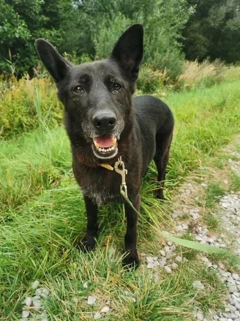 Czarna, female Mixed Breed for adoption at Schronisko dla Bezdomnych Zwierząt w Częstochowie, Częstochowa
