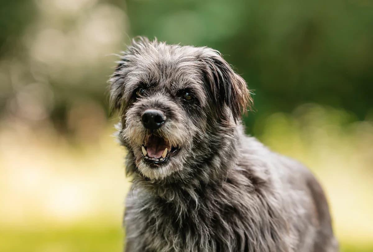 Dodek, male young Mixed Breed for adoption at Schronisko dla Bezdomnych Zwierząt w Częstochowie, Częstochowa