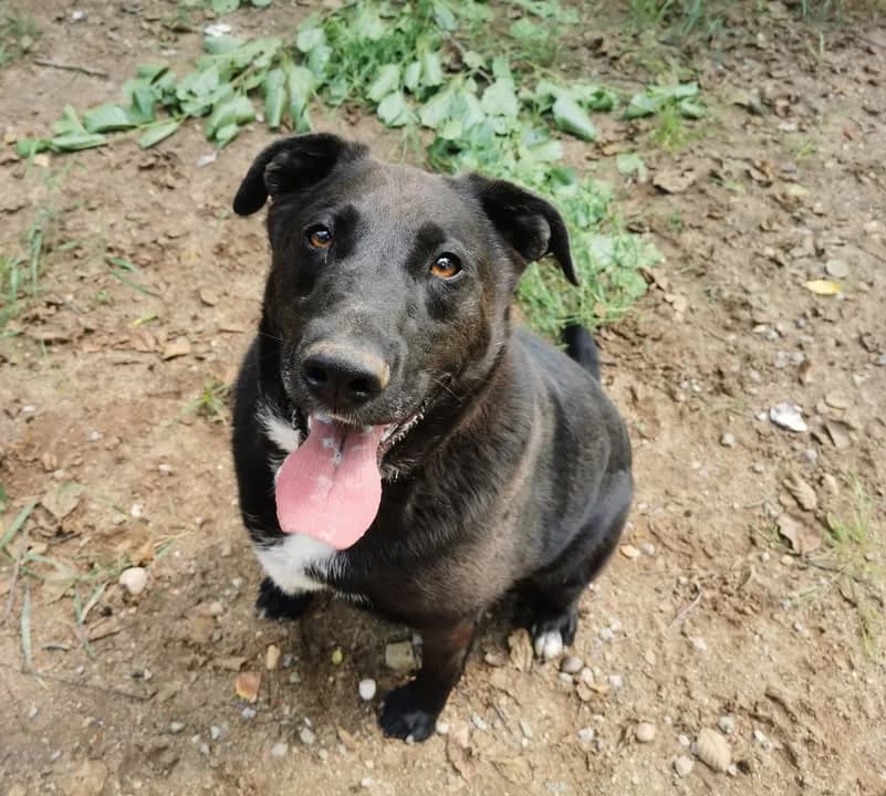 Zaadoptowany wirtualnie przez: Sylwia i Andrzej, Mixed Breed for adoption at Schronisko dla Bezdomnych Zwierząt w Częstochowie, Częstochowa