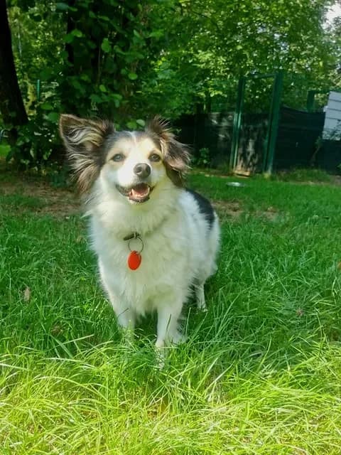 Zaadoptowany wirtualnie przez, Mixed Breed for adoption at Schronisko dla Bezdomnych Zwierząt w Częstochowie, Częstochowa