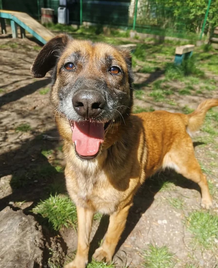 Fabia, female Mixed Breed for adoption at Schronisko dla Bezdomnych Zwierząt w Częstochowie, Częstochowa