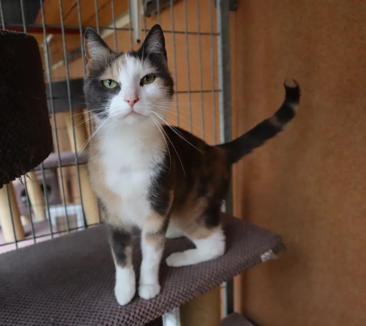 Zaadoptowany wirtualnie przez, Mixed Breed for adoption at Schronisko dla Bezdomnych Zwierząt w Częstochowie, Częstochowa