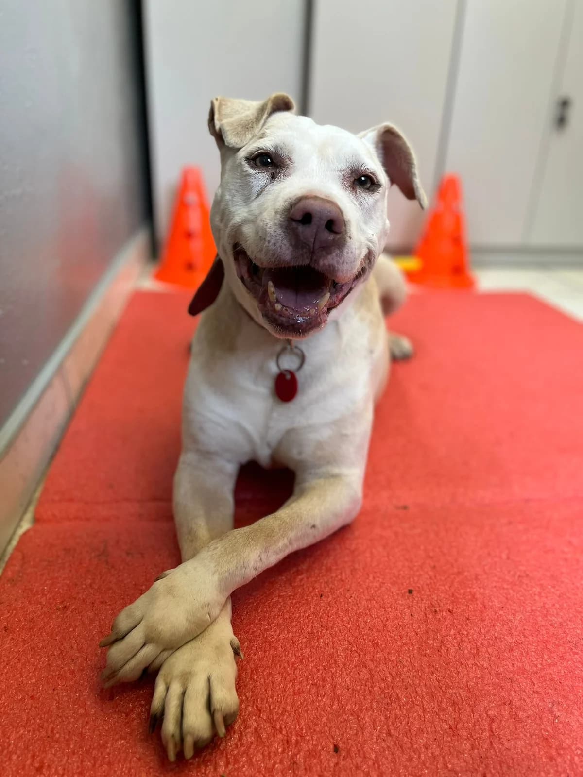 Zaadoptowany wirtualnie przez: Martyna, Mixed Breed for adoption at Schronisko dla Bezdomnych Zwierząt w Częstochowie, Częstochowa