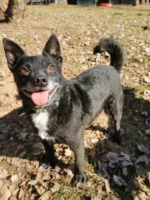 Zaadoptowany wirtualnie przez, Mixed Breed for adoption at Schronisko dla Bezdomnych Zwierząt w Częstochowie, Częstochowa