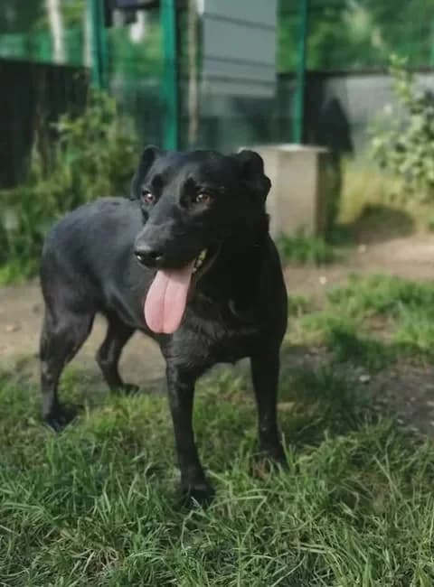 Jane, female young Mixed Breed for adoption at Schronisko dla Bezdomnych Zwierząt w Częstochowie, Częstochowa