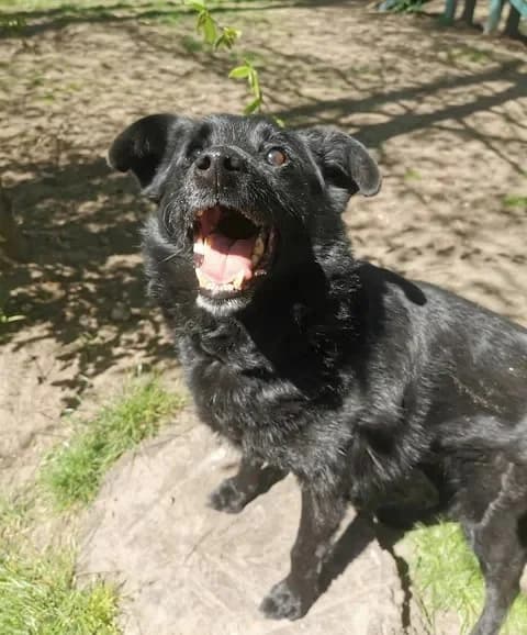 Kaktus, male young Mixed Breed for adoption at Schronisko dla Bezdomnych Zwierząt w Częstochowie, Częstochowa