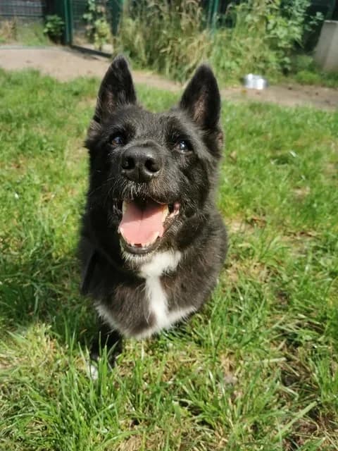 Kostek, male young Mixed Breed for adoption at Schronisko dla Bezdomnych Zwierząt w Częstochowie, Częstochowa