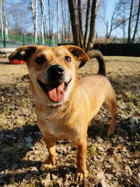 Zaadoptowany wirtualnie przez, Mixed Breed for adoption at Schronisko dla Bezdomnych Zwierząt w Częstochowie, Częstochowa