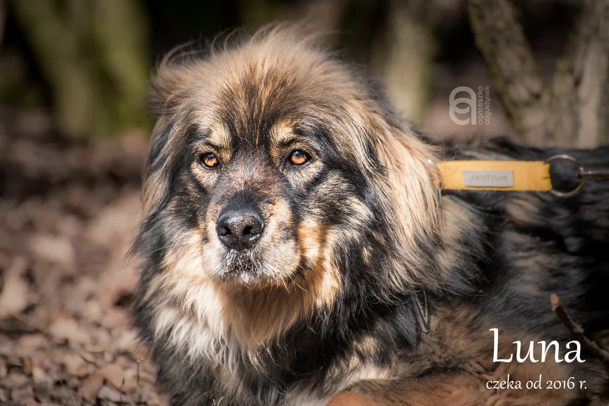 Zaadoptowany wirtualnie przez: Janusz, Mixed Breed for adoption at Schronisko dla Bezdomnych Zwierząt w Częstochowie, Częstochowa