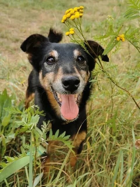 Lupo, male young Mixed Breed for adoption at Schronisko dla Bezdomnych Zwierząt w Częstochowie, Częstochowa