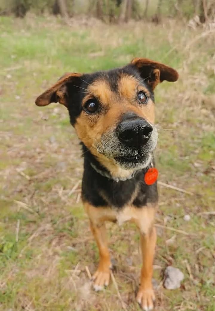 Marmurek, male senior Mixed Breed for adoption at Schronisko dla Bezdomnych Zwierząt w Częstochowie, Częstochowa