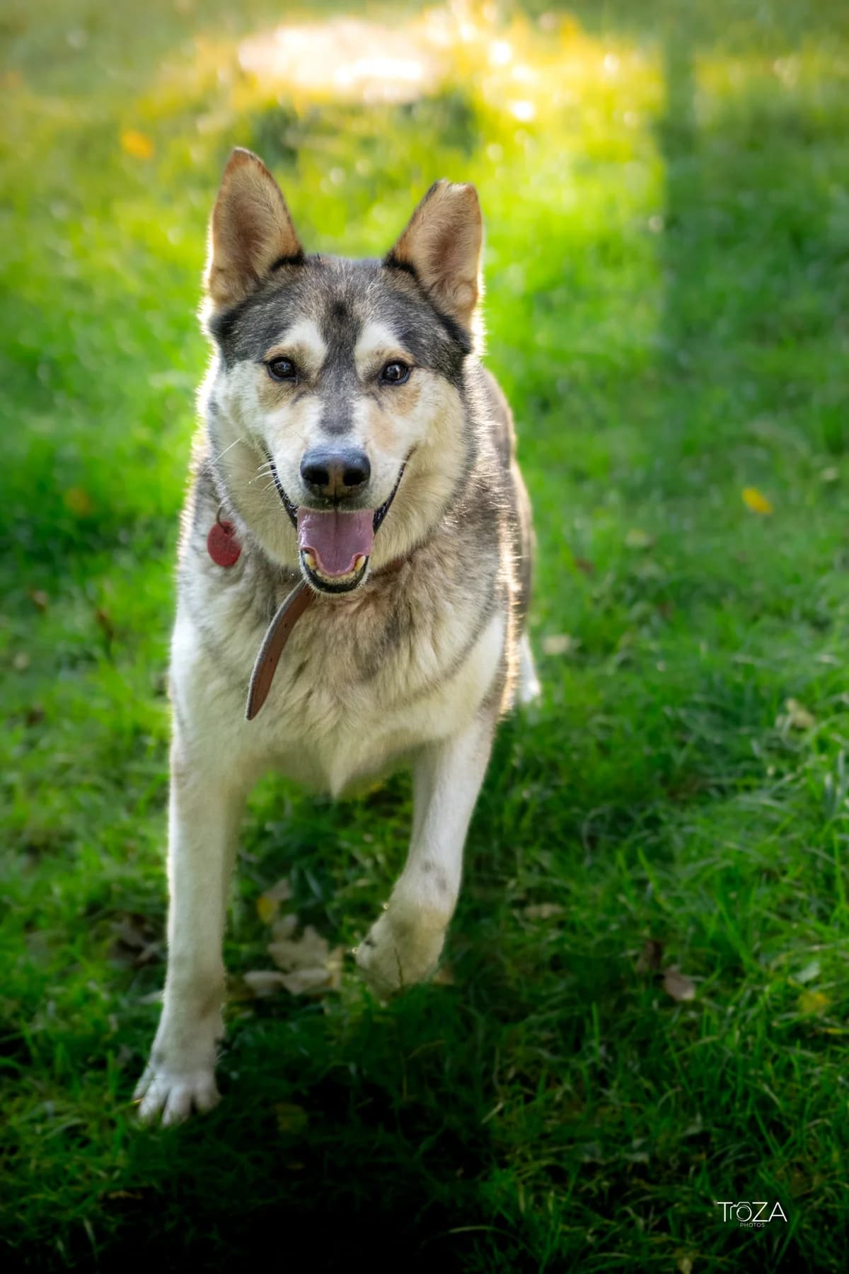 Zaadoptowany wirtualnie przez: Artur, Mixed Breed for adoption at Schronisko dla Bezdomnych Zwierząt w Częstochowie, Częstochowa