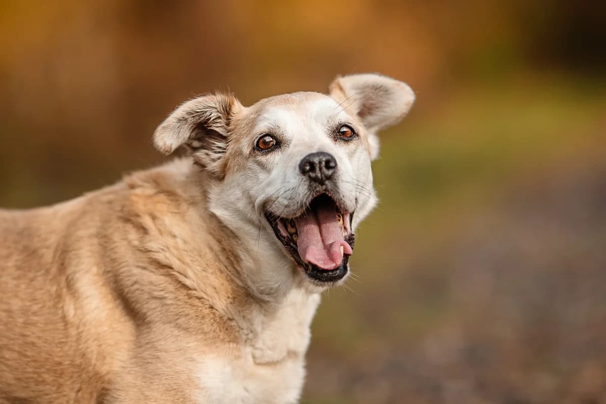 Zaadoptowany wirtualnie przez: Justyna, Mixed Breed for adoption at Schronisko dla Bezdomnych Zwierząt w Częstochowie, Częstochowa