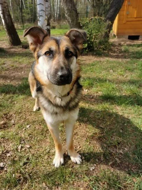Montana, female young Mixed Breed for adoption at Schronisko dla Bezdomnych Zwierząt w Częstochowie, Częstochowa