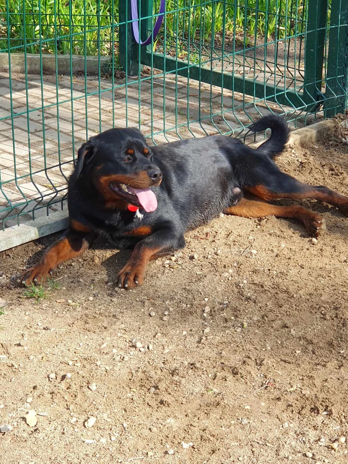 Nadir, male 3yo Mixed Breed for adoption at Schronisko dla Bezdomnych Zwierząt w Częstochowie, Częstochowa