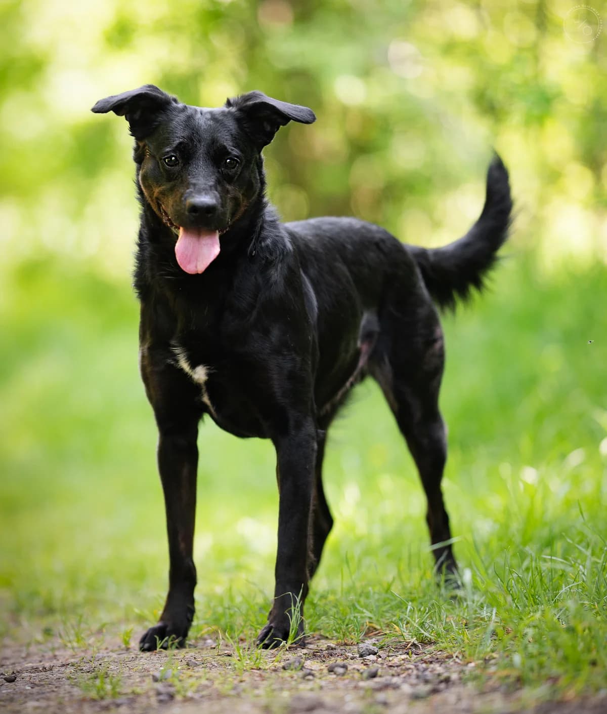 Nana, female 3yo Mixed Breed for adoption at Schronisko dla Bezdomnych Zwierząt w Częstochowie, Częstochowa